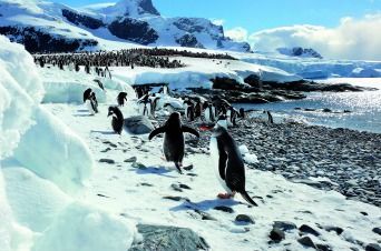 Die zauberhafte Welt der Antarktis